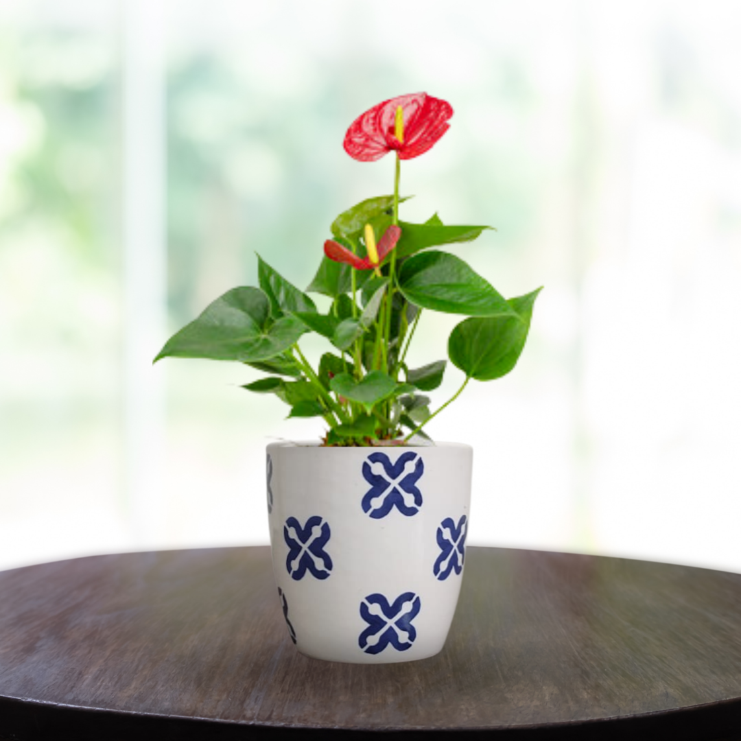 Premium Ceramic Planter Pot for Succulents | Cactus | Indoor Plants White & Blue – Set of 2 (Two)