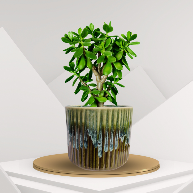 Premium Ceramic Ribbed Planter Pot for Succulents | Cactus | Indoor & Outdoor Plants – Olive Green