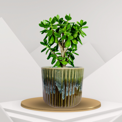 Premium Ceramic Ribbed Planter Pot for Succulents | Cactus | Indoor & Outdoor Plants – Olive Green