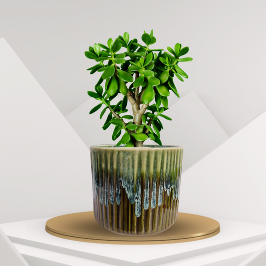 Premium Ceramic Ribbed Planter Pot for Succulents | Cactus | Indoor & Outdoor Plants – Olive Green