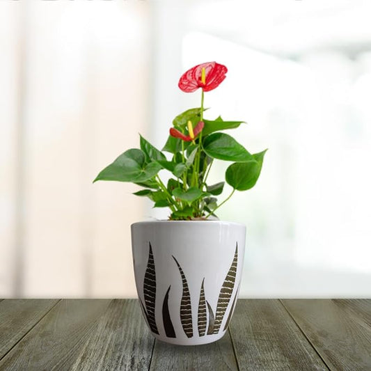 Premium Ceramic Planter Pot for Succulents | Cactus | Indoor Plants White & Golden – Set of 2 (Two)