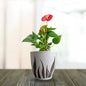 Premium Ceramic Planter Pot for Succulents | Cactus | Indoor Plants White & Golden – Set of 2 (Two)